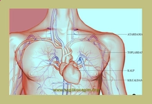 Kalpte Kaç Damar Var?