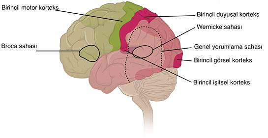 Beyin Damar Tikanikligi Belirtileri Ve Tedavisi